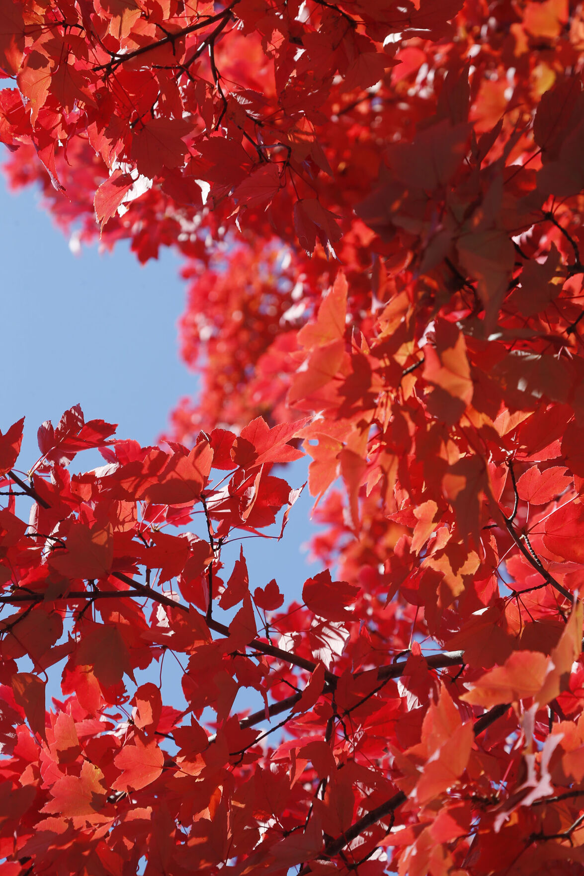 Fall Foliage
